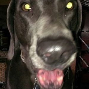 Meet your Posher, Robert